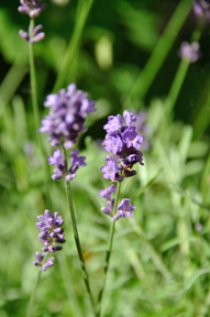 Lavender,stockpic