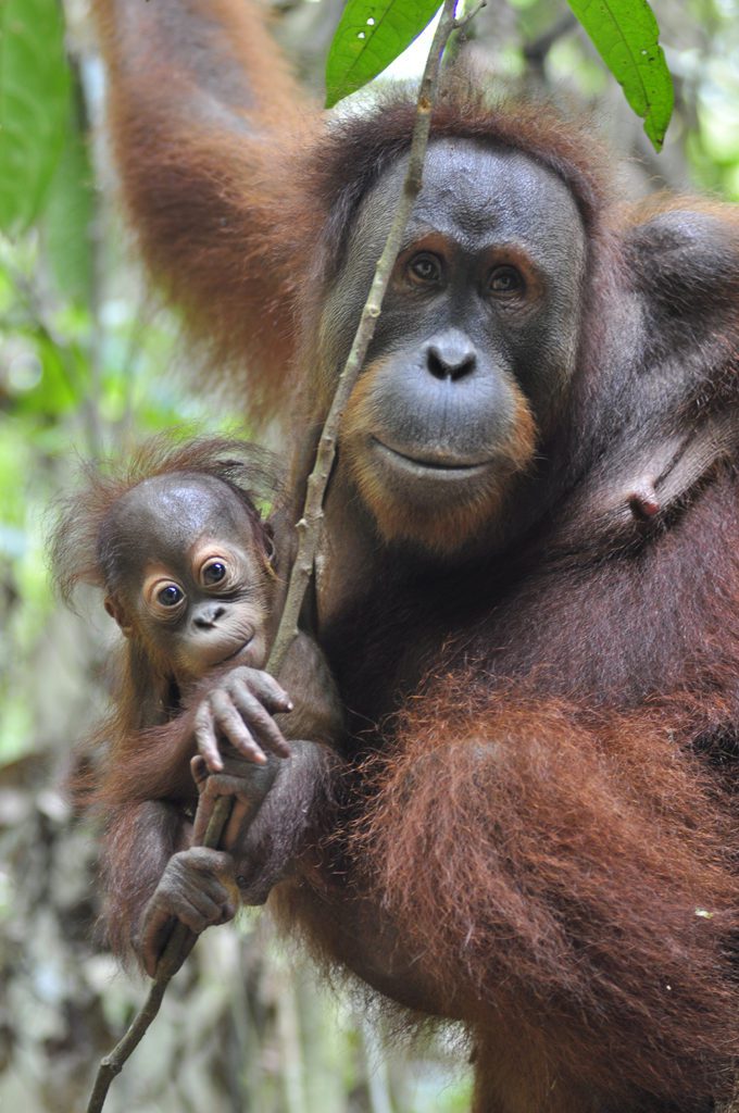 Orangutan - PlayMonster